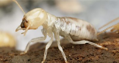It's official: Termites are just cockroaches with a fancy social life |  Union Internationale pour l'Étude des Insectes Sociaux – Section Française